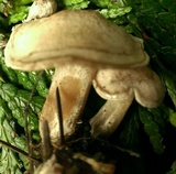 Clitocybe sclerotoidea image