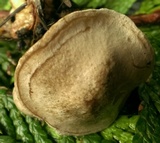Clitocybe sclerotoidea image