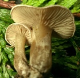 Clitocybe sclerotoidea image