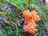 Ramaria araiospora image