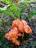 Ramaria araiospora image