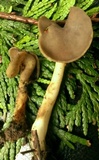 Helvella compressa image