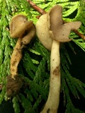 Helvella compressa image