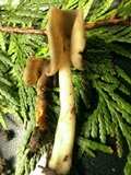Helvella compressa image
