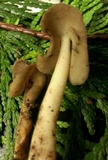 Helvella compressa image