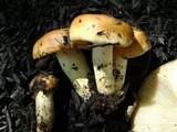 Russula foetentula image