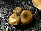 Russula foetentula image