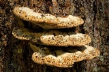 Inonotus dryadeus image