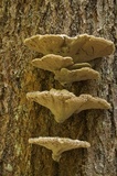Inonotus dryadeus image