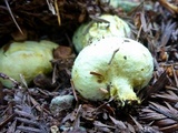 Truncocolumella citrina image