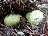 Truncocolumella citrina image