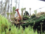 Lichenomphalia umbellifera image