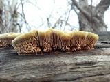 Gloeophyllum sepiarium image