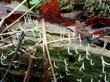 Multiclavula mucida image