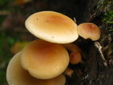 Hypholoma capnoides image