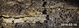 Inonotus andersonii image