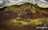 Inonotus andersonii image