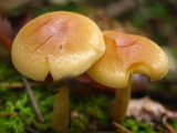 Hypholoma capnoides image