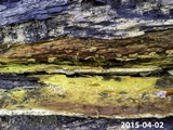 Inonotus andersonii image