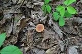 Lactifluus hygrophoroides image