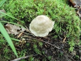 Entoloma albogriseum image