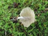 Entoloma albogriseum image