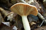 Lactarius chrysorrheus image