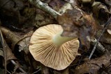 Lactarius chrysorrheus image