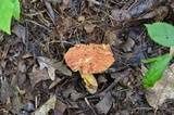 Xerocomus hortonii image
