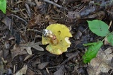 Xerocomus hortonii image
