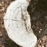 Trametes gibbosa image