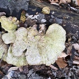 Trametes pubescens image