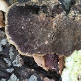 Trametes pubescens image