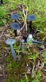 Arrhenia chlorocyanea image