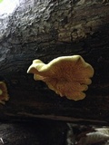 Pseudomerulius curtisii image