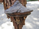 Ganoderma australe image