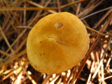 Cystoderma amianthinum image