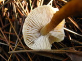 Cystoderma amianthinum image