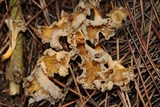 Craterellus lutescens image