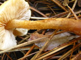 Cystoderma amianthinum image