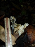 Lentinus copulatus image