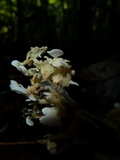 Lentinus copulatus image