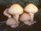 Pholiota squarrosoides image