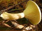 Ampulloclitocybe clavipes image