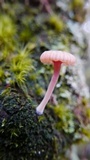 Lichenomphalia umbellifera image