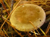 Ampulloclitocybe clavipes image