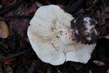Tricholoma dryophilum image