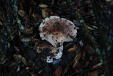 Tricholoma dryophilum image