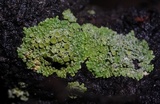 Xanthomendoza hasseana image