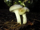 Gomphidius oregonensis image